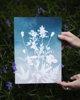 Healing Highland Plants – Coral Fade