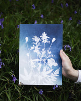 Healing Highland Plants – Indigo Fade
