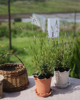 Frilly Terracotta Plant Pot & Saucer Homeware Paige Mitchell