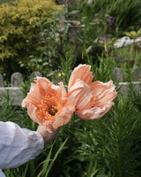 Poppy Single Stem – Salmon Homeware Natalia Manczak