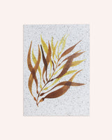 Giant Kelp Print on Seaweed Paper A4 Artwork Kelpi Studio