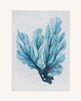 Sea Fan Print on Seaweed Paper A3 Artwork Kelpi Studio