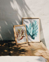 Sea Fan Print on Seaweed Paper A3 Artwork Kelpi Studio