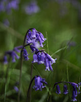 Wavy Dish – Scottish Bluebells Homeware Pantry Pots