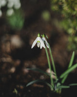 Snowdrop Flower Hoop Earrings in Pearly White Jewellery Pepper You