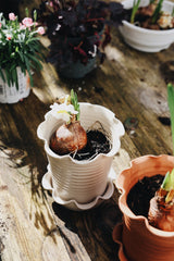 Frilly Stoneware Plant Pot & Saucer Homeware Paige Mitchell