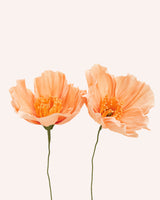 Poppy Single Stem – Salmon Homeware Natalia Manczak