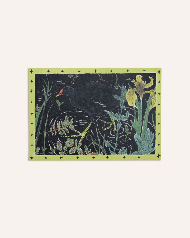 Moorhen in Inky Waters Print Artwork Tulips and Heather