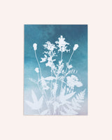 Healing Highland Plants – Coral Fade
