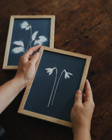 Snowdrops Cyanotype Print Wee Norrag