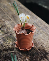Frilly Terracotta Plant Pot & Saucer Homeware Paige Mitchell